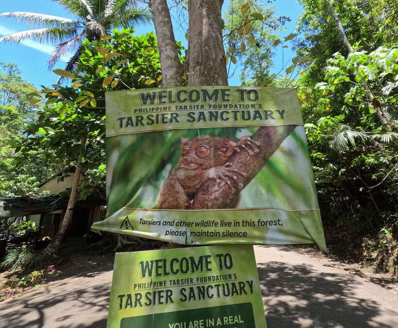 PREMIUM Bohol Eco-Tours: Chocolate hills - Driving beneath the mahogany trees in Bilar
