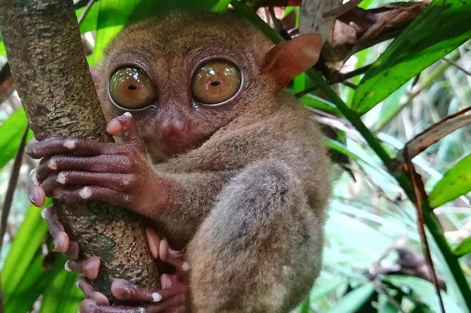 Private Day Trip Cebu to Bohol w/ Chocolate Hills & Loboc Cruise - Meeting Bohol’s tiny tarsiers