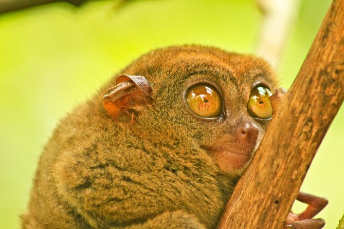 Private Day Trip Cebu to Bohol w/ Chocolate Hills & Loboc Cruise - Optional wildlife stops and the problem of fitting everything in