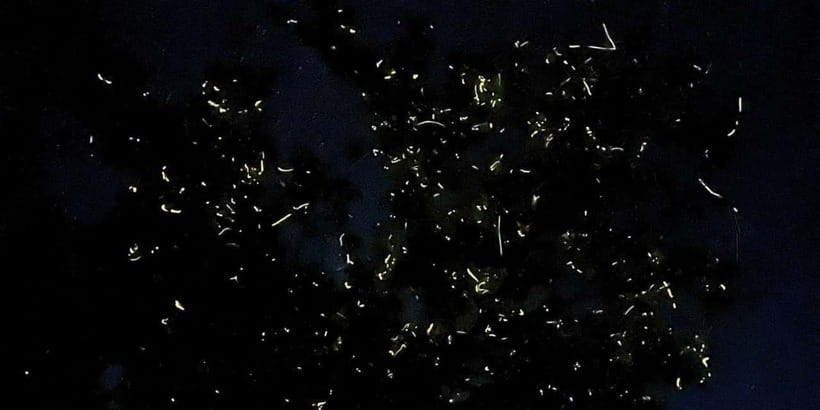 Private Firefly Watching Night Cruise on Bohol Abatan River - What the Abatan River firefly cruise is really like