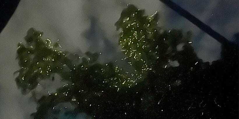 Private Firefly Watching Night Cruise on Bohol Abatan River - Why the private format matters