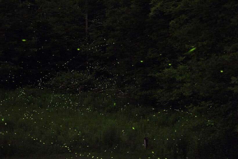 Puerto Princesa: Firefly Watching Bay Cruise with Dinner - Key points to know before booking
