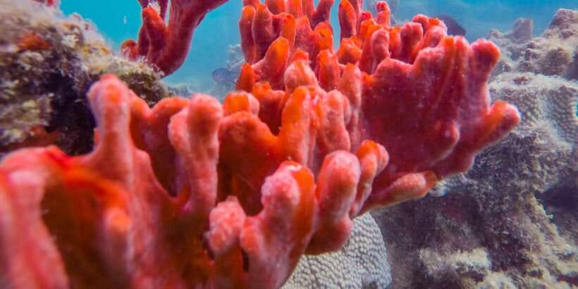 Puerto Princesa: Private Honda Bay Island Hopping Tour - How the guides shape the day