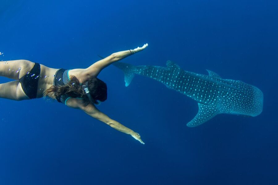 Puerto Princesa: Swim with Whale Sharks Boat Cruise - Key points to know before booking