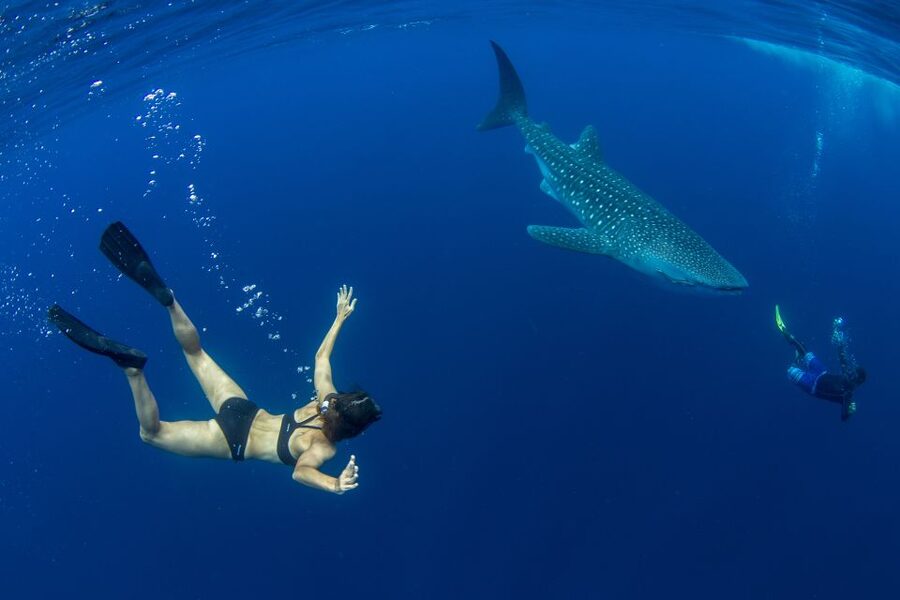 Puerto Princesa: Swim with Whale Sharks Boat Cruise - Why this Puerto Princesa trip feels different