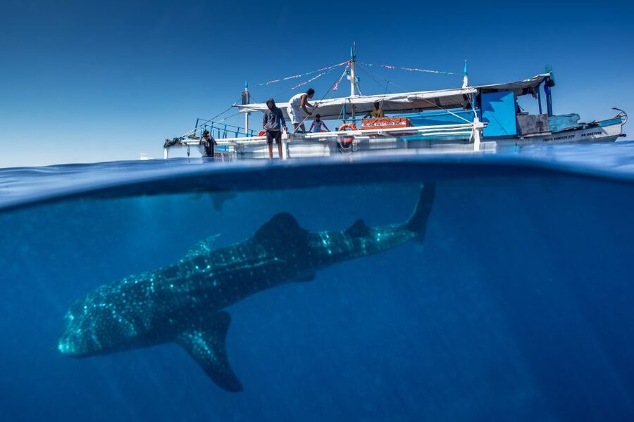 Puerto Princesa: Swim with Whale Sharks Boat Cruise - The boat search from Puerto Princesa