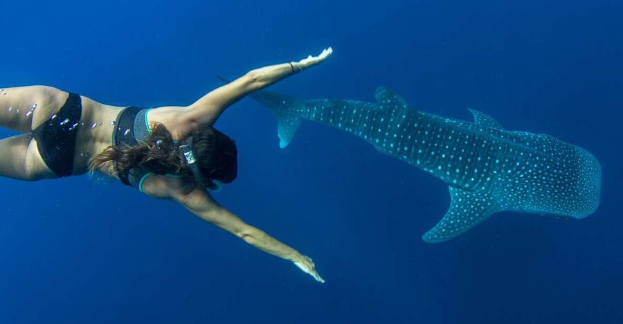 Puerto Princesa: Swim with Whale Sharks Boat Cruise - Starting from Baywalk with hotel pickup