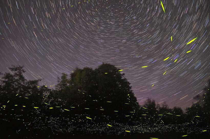 Puerto Princesa: Underground River and Firefly Watching Tour - Who should book this tour?