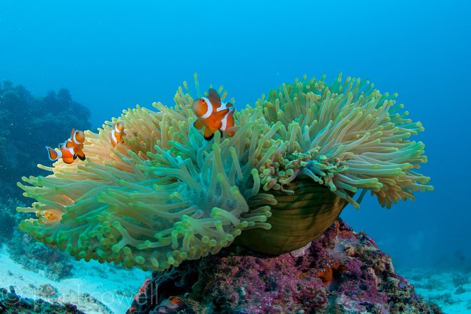 Scuba Diver Course (PADI) - Meeting an instructor such as Bernie