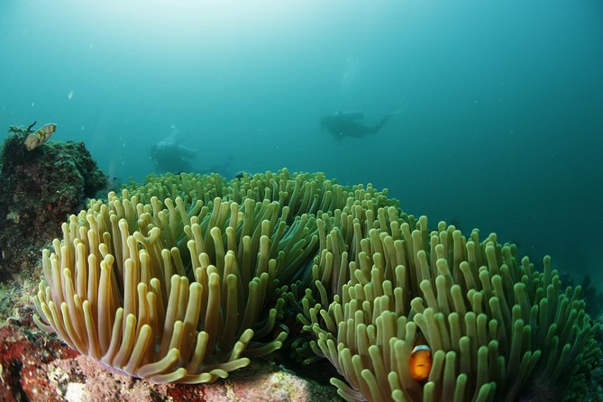 Scuba Diving in Boracay: SSI Basic Diver for Beginners - Why this short course works for first-time scuba
