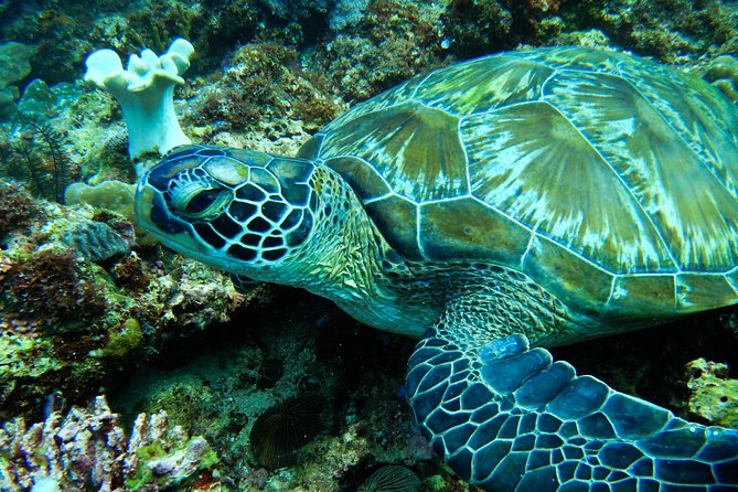 Scuba Diving in Boracay: SSI Basic Diver for Beginners - The boat ride to the underwater site
