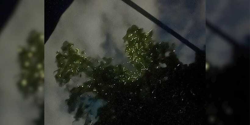 Shared Firefly Watching Cruise on Bohol’s Scenic Loboc River - Is $32 a fair price?