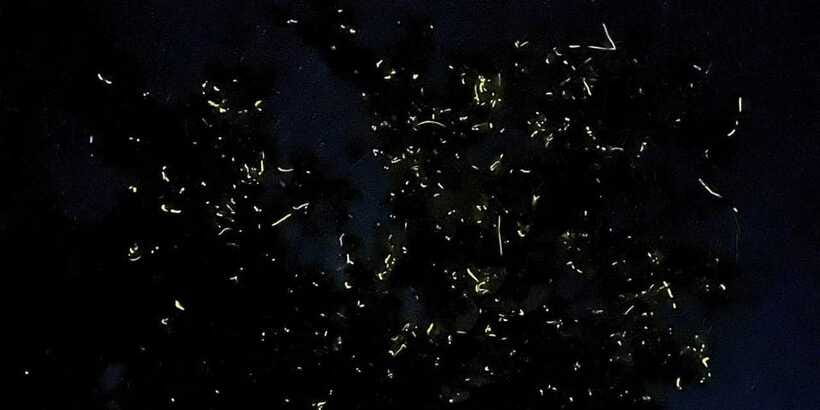 Shared Firefly Watching Cruise on Bohol’s Scenic Loboc River - Who will enjoy this evening most