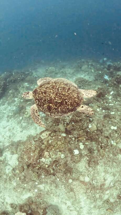 Siquijor: Freediving Adventure with Lunch and Beach Time - Key points to know