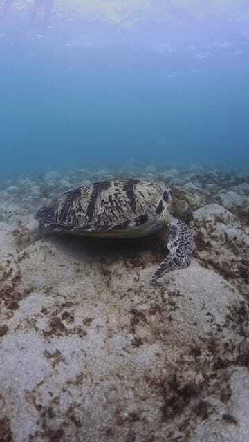 Siquijor: Freediving Adventure with Lunch and Beach Time - Booking advice and final verdict