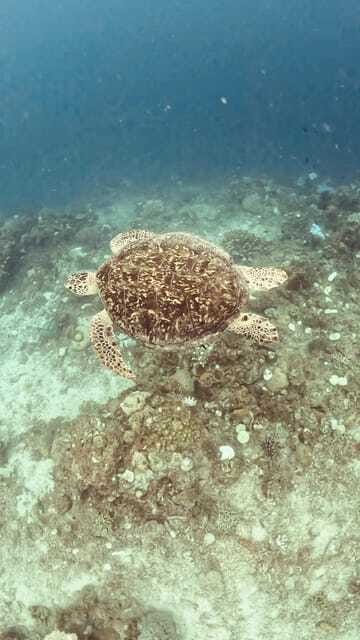 Siquijor: Jeepney Island Tour with Snorkeling - Filipino lunch with Bulalo or Adobo