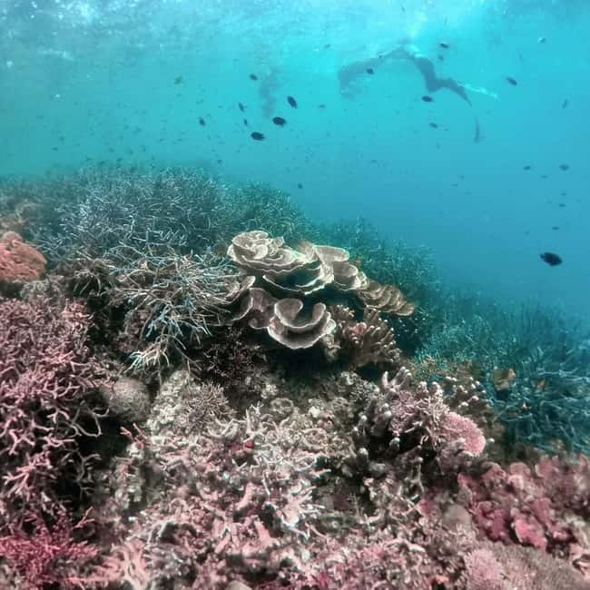 Siquijor: Jeepney Island Tour with Snorkeling - What $86 per person really buys