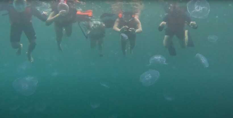 Sohoton Cove: Swim with Jellyfish & Explore Hidden Lagoons - What the $68 price really covers