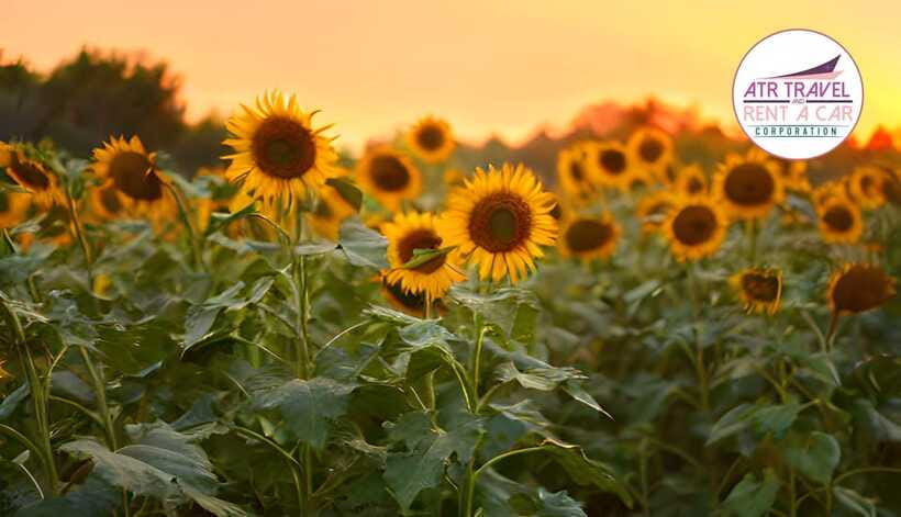 Tagaytay in a Day: A Quick Escape from Manila - Tagaytay Picnic Grove for outdoor activity