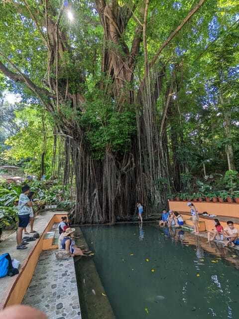 The Best of Siquijor Island Tour - The Old Enchanted Balete Tree