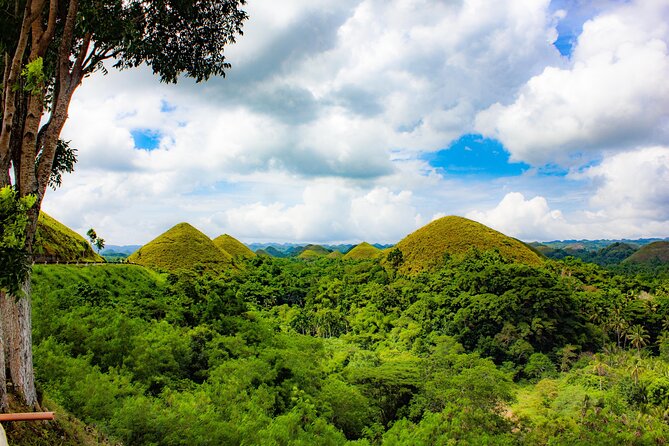 The tour of the must-see sites of Bohol - Meeting Bohol’s tiny tarsiers