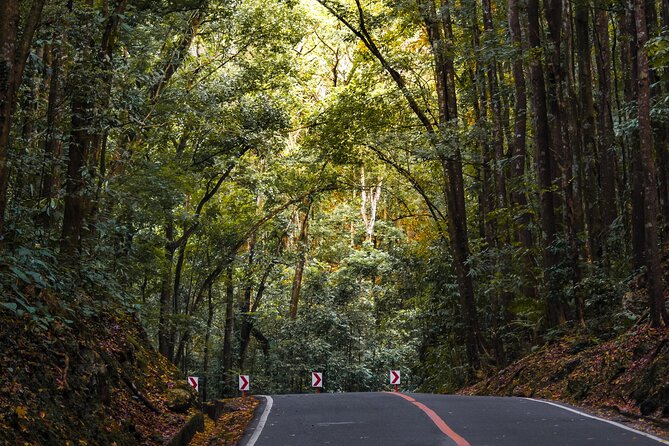 The tour of the must-see sites of Bohol - Two hours at the Chocolate Hills
