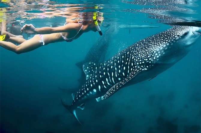 Whale Shark Encounter and Sumilon Sandbar with Kawasan Falls - Kawasan Falls and the Long Road South