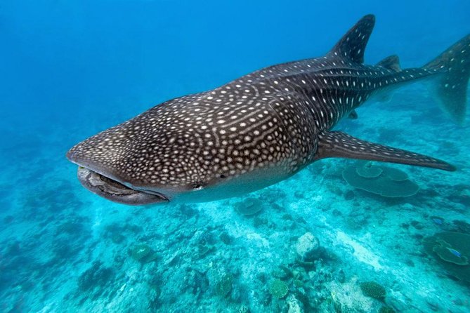 Whale Shark Encounter and Sumilon Sandbar with Kawasan Falls - My Verdict on This Four-Stop Cebu Day