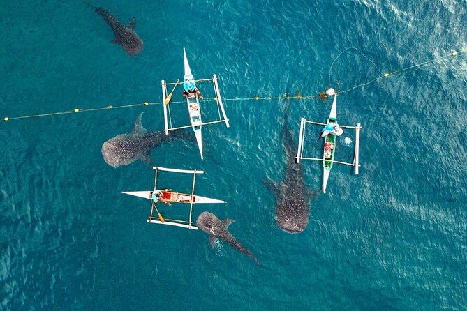 Whale Shark Encounter and Tumalog Waterfalls Tour - The Oslob whale shark encounter