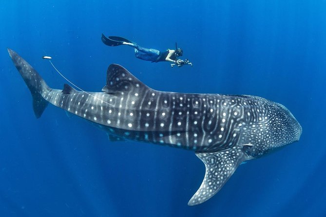 Whale Shark Encounter & Sumilon Sandbar & Canyoneering in Kawasan Falls - Meeting the whale sharks in Oslob