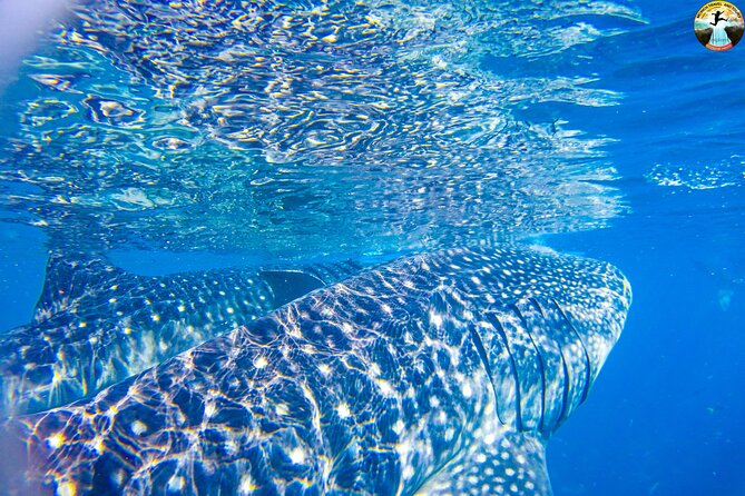 Whale Shark Swimming, Tumalog Falls and Kawasan Canyoneering - Kawasan canyoneering is the real test