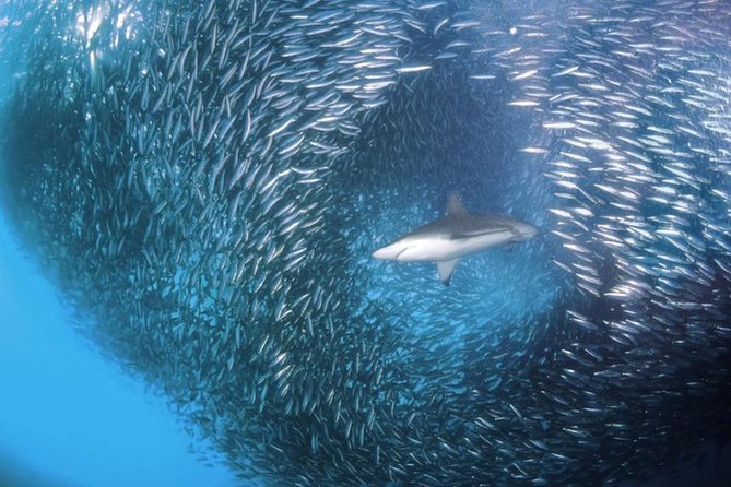 Whale Shark & Tumalog Falls & Sumilon Sandbar & Pescador Island with Sardines - Snorkeling gear, clothing, and what to carry