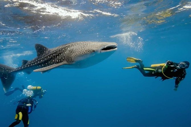 Whale Shark Watching and Sumilon Sandbar Private Tour Package - Leaving Cebu at 3:30 a.m.