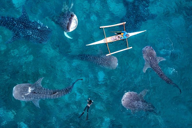 Whale Shark Watching & Tumalog Falls & Kawasan Falls - Why this Cebu day trip works