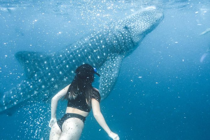 Whale Shark Watching & Tumalog Falls & Kawasan Falls - What the private format adds