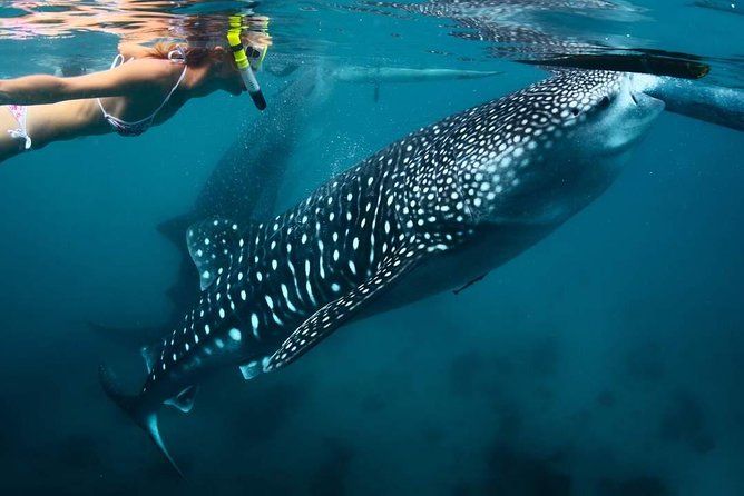Whale Shark Watching & Tumalog Falls & Kawasan Falls - Oslob whale shark watching in the morning
