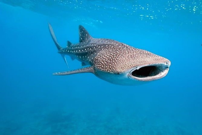 Whale Shark Watching with Sumilon Sandbar and Kawasan Falls Tour - Meeting the Oslob whale sharks for 30 minutes