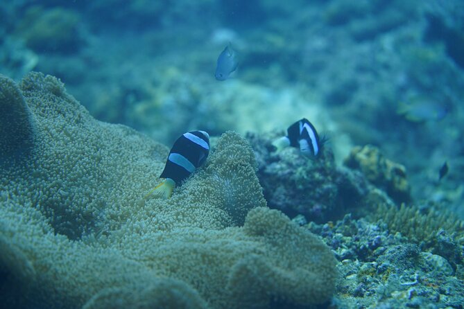 Wonderful Snorkeling Trip from Manila! updated 2023*** - Why Anilao works as a Manila day trip