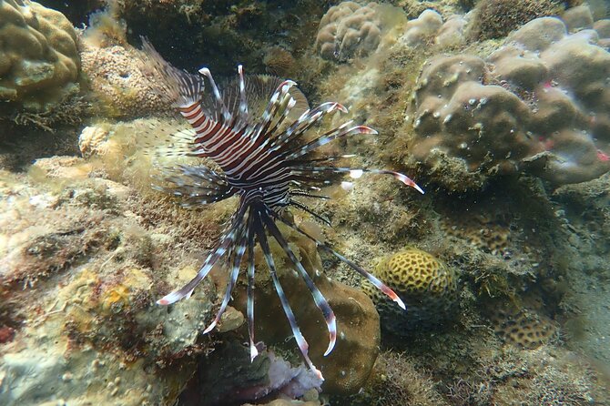 Wonderful Snorkeling Trip from Manila! updated 2023*** - Food, drinks, and the missing lunch