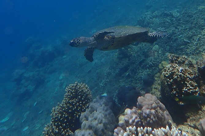 Wonderful Snorkeling Trip from Manila! updated 2023*** - The early ride from Manila to San Luis